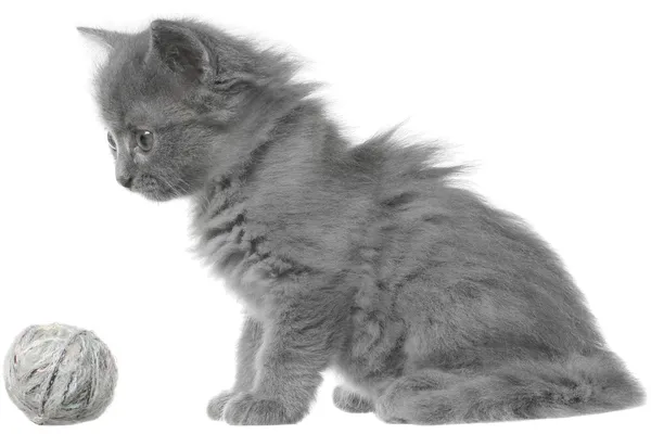 Kleine grijze langharige kitten vergadering geïsoleerd. — Stockfoto