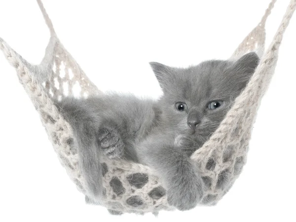 Cute gray kitten lying in hammock — Stock Photo, Image