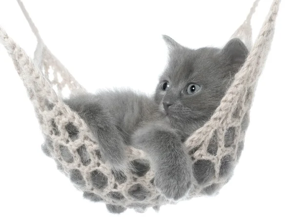 Roztomilý šedé kotě v houpací síti — Stock fotografie