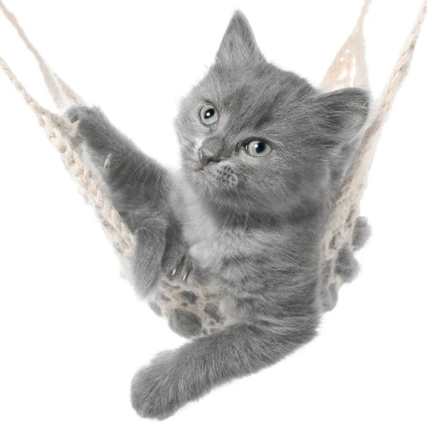 Söt grå kattunge låg i hängmattan — Stockfoto