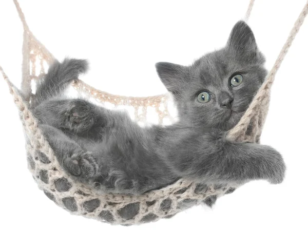 Lindo gatito gris acostado en hamaca —  Fotos de Stock