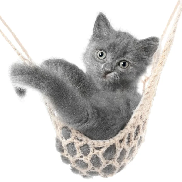 Cute gray kitten lay in hammock — Stock Photo, Image