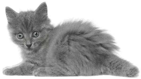 Küçük gri kedi yavrusu yatıyordu — Stok fotoğraf