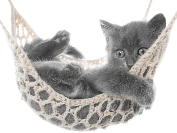 Roztomilý šedé kotě v houpací síti — Stock fotografie