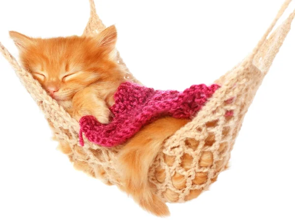 Söta röda haired kattunge sover under täcket i hängmatta Stockbild