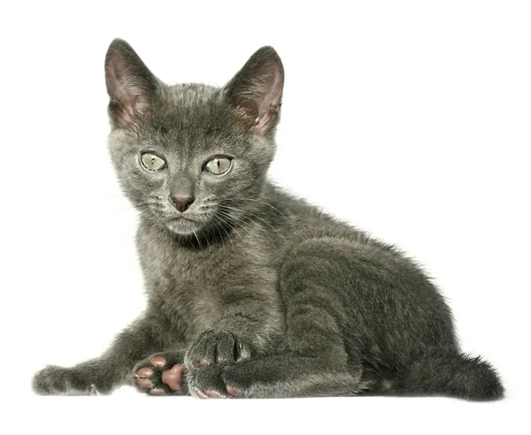 Kitten — Stock Photo, Image