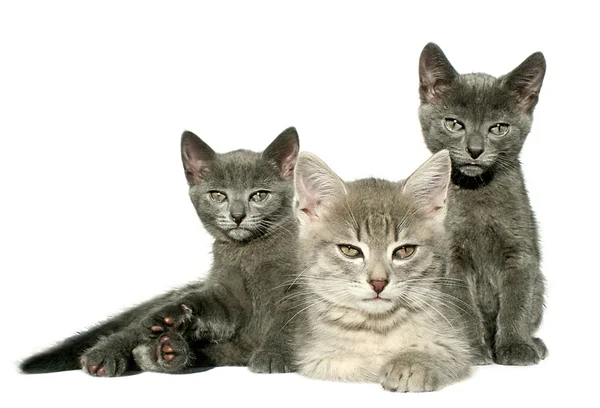 Kittens — Stockfoto