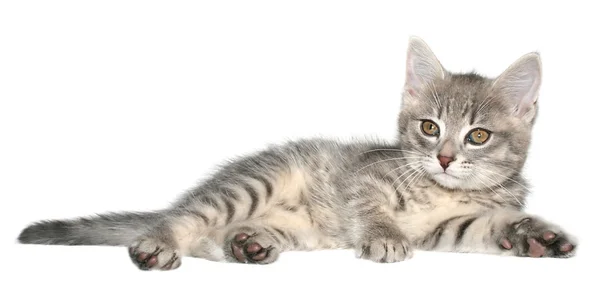 Small kitten lay — Stock Photo, Image