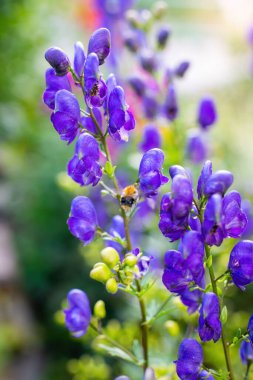 Aconitum, monkshood, Wolf olarak da bilinir..