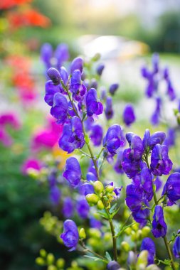 Aconitum, monkshood, Wolf olarak da bilinir..