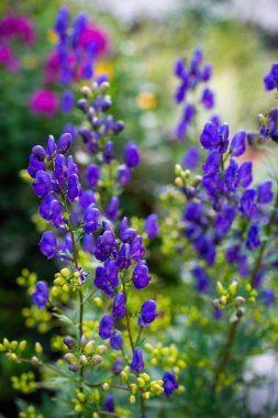 Aconitum, monkshood, Wolf olarak da bilinir..