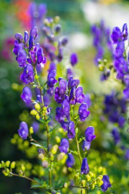 Aconitum, monkshood, Wolf olarak da bilinir..