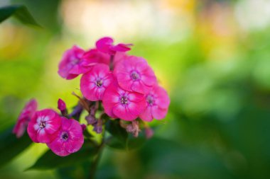 Pembe çiçek yaz bahçesinde kapanıyor