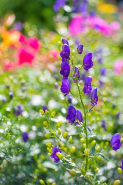 Aconitum, monkshood, Wolf olarak da bilinir..