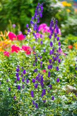 Aconitum, monkshood, Wolf olarak da bilinir..