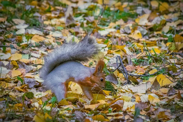Squirrel Climbs Autumn Day Park — Stock Photo, Image