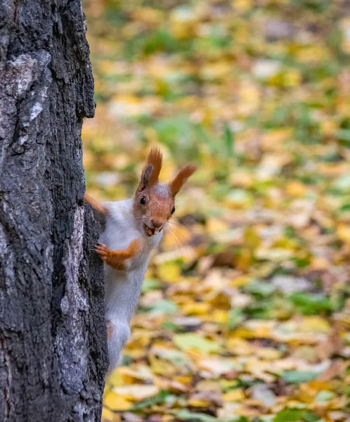 Squirrel Climbs Autumn Day — Stock Photo, Image