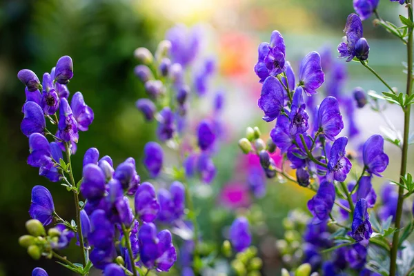 Ακονίτη Λουλούδι Κοινώς Γνωστό Aconitum Monkshood Λύκος — Φωτογραφία Αρχείου