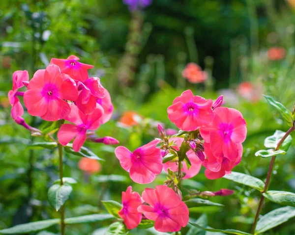 Fleur Phlox Rose Proximité Dans Jardin Été — Photo