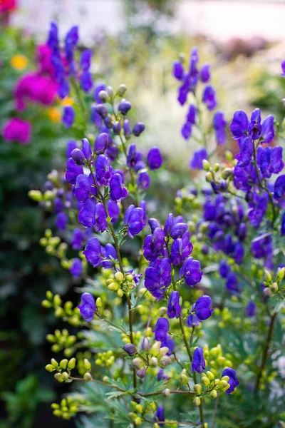 Akonit Virág Közismert Nevén Aconitum Szerzeteslábú Farkas Jogdíjmentes Stock Fotók