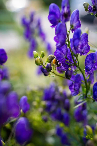 Akonit Virág Közismert Nevén Aconitum Szerzeteslábú Farkas Jogdíjmentes Stock Képek