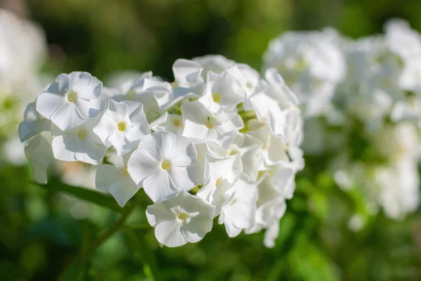 Квітка Білої Флокси Крупним Планом Саду Літній День Стокове Фото