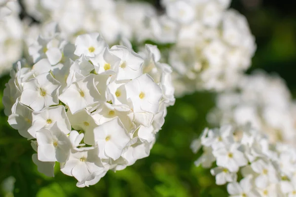 Fehér Phlox Virág Közeledik Kertben Egy Nyári Napon Jogdíjmentes Stock Képek