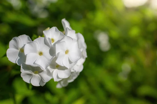 Квітка Білої Флокси Крупним Планом Саду Літній День Ліцензійні Стокові Зображення