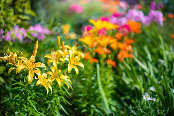 Virág Sárga Liliom Sugarai Beállítás Nap Egy Nyári Napon Stock Kép