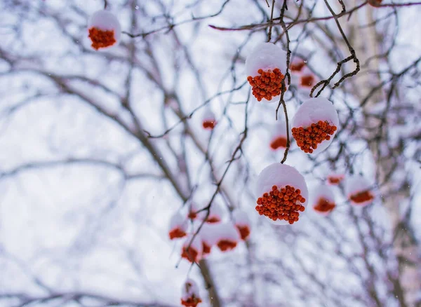 Baies Rouges Frêne Montagne Sous Neige — Photo