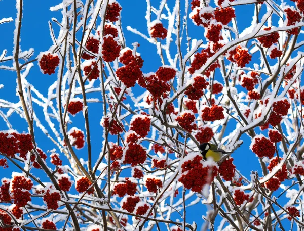 Titmouse Dia Inverno Nevado Sentado Galho Árvore — Fotografia de Stock