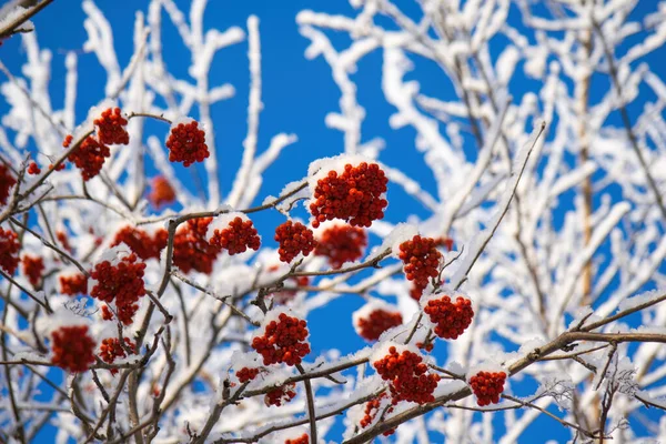 Neve Coberto Ramos Cinza Montanha Vermelha Dia Frio Inverno — Fotografia de Stock
