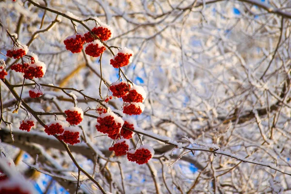 Branches Enneigées Frêne Rouge Montagne Par Une Journée Froide Hiver — Photo