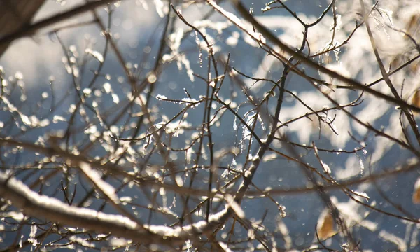 Schneebedeckte Äste Von Bäumen Einem Frostigen Wintertag — Stockfoto