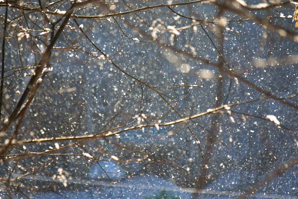 Met Sneeuw Bedekte Takken Van Bomen Een Zonnige Winterdag — Stockfoto