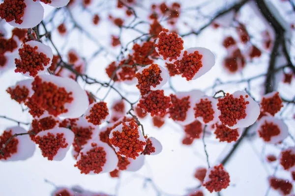 雪の中の山の灰の赤い果実 ロイヤリティフリーのストック写真