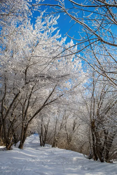 公園の寒い冬の日に雪に覆われた木の枝 ストック写真