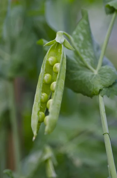 Bezelyeler çiftlikte büyüyor.