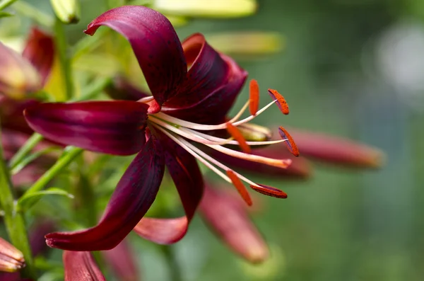 renkli kırmızı-turuncu lily