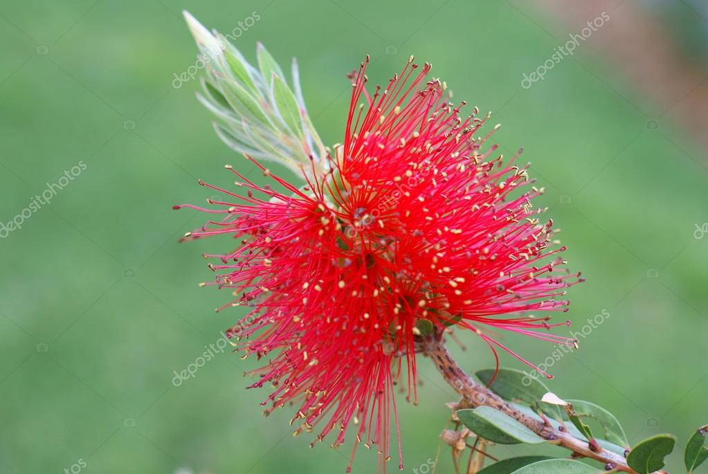 Flores exóticas fotos de stock, imágenes de Flores exóticas sin royalties | Depositphotos Flores exóticas fotos de stock, imágenes de Flores exóticas sin royalties | Depositphotos