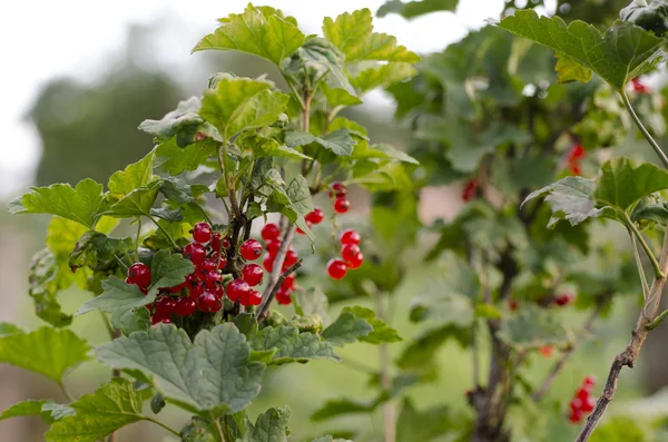 Frenk üzümü küme dal
