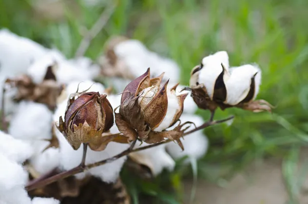 Olgun pamuk koza dalı Close-Up