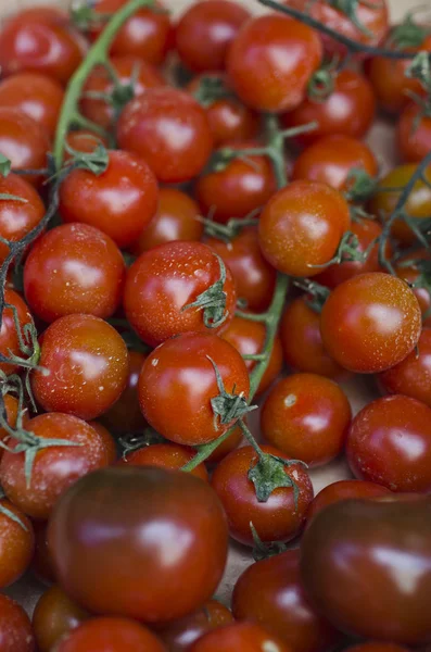Foto de tomates muito frescos — Fotografia de Stock