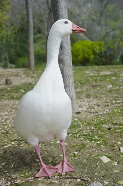 Bianco anatra — Foto Stock