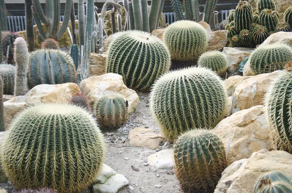 Jardim botânico em Geneve, Suíça - variedades de cactos em estufa. Entre outros: plantas de espostoa e echinocactus — Fotografia de Stock