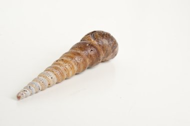 Beyaz arkaplanda deniz kabukları