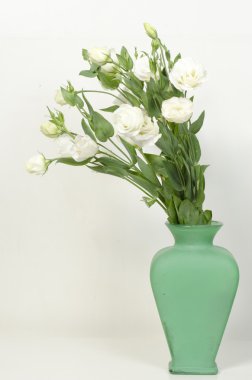 Beyaz arka plan üzerinde izole bir tek beyaz gül