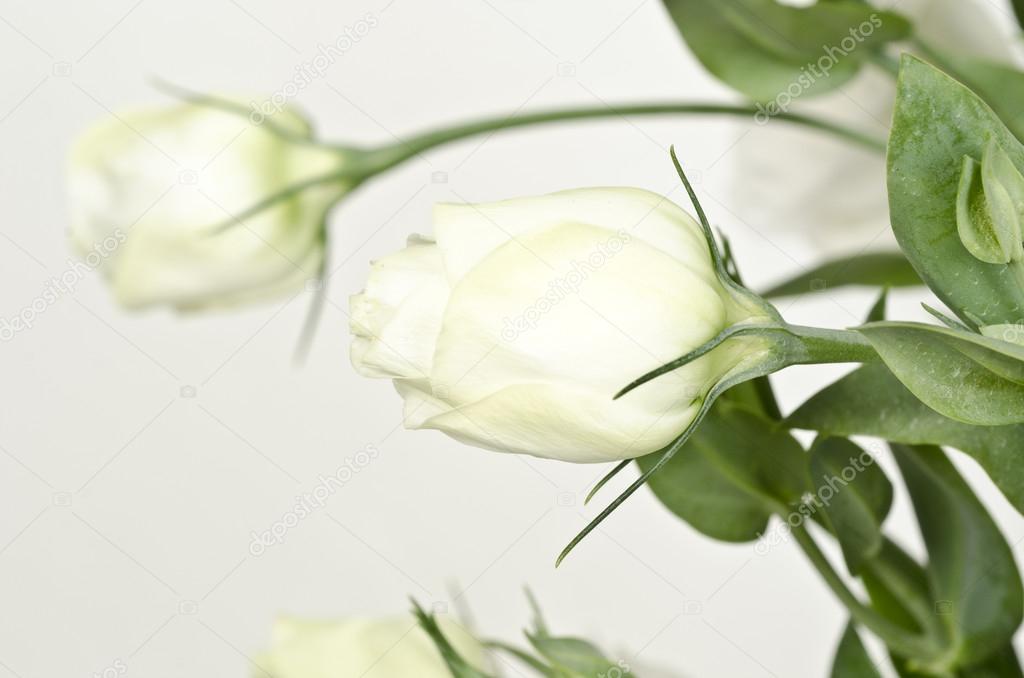 A single white Rose isolated on white background — Stock Photo © annakostyuk 37216211