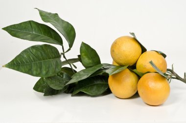 Beyaz arkaplanda portakal meyvesi izole