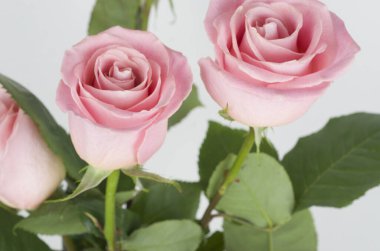 Beyaz arka planda güzel pembe güller